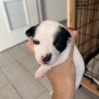 Chiots jack russell terrier #5