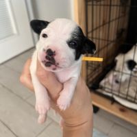 Chiots jack russell terrier #6