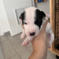 Chiots jack russell terrier #7