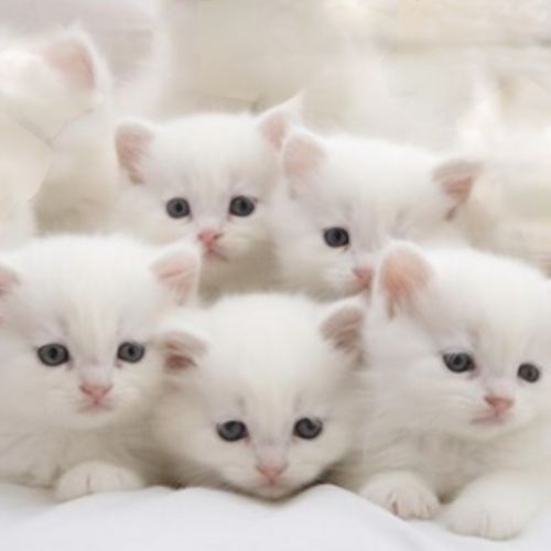 Adoption chatons british shorthair. #1