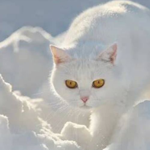 Adoption chatons british shorthair.