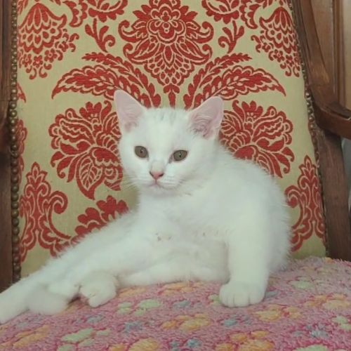 Adoption chatons british shorthair. #6