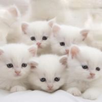 Adoption chatons british shorthair. #1