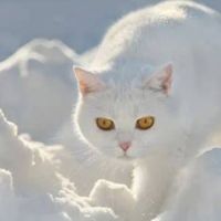 Adoption chatons british shorthair. #0