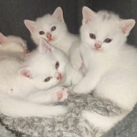 Adoption chatons british shorthair. #3
