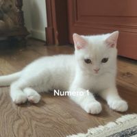 Adoption chatons british shorthair. #4