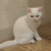 Adoption chatons british shorthair. #5