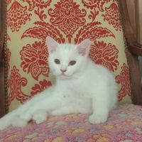 Adoption chatons british shorthair. #6