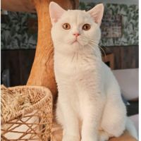 Adoption chatons british shorthair.