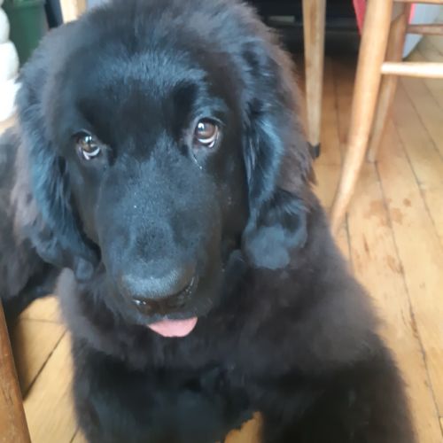 Donne magnifique chiot de 5 mois