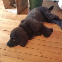 Donne magnifique chiot de 5 mois #2