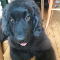 Donne magnifique chiot de 5 mois #0
