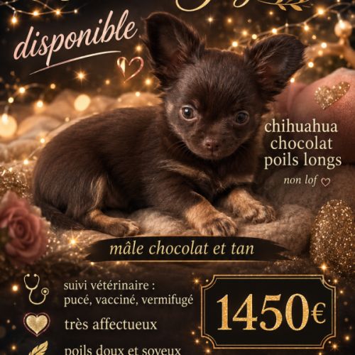 Disponible chihuahua chocolat poils longs et doux