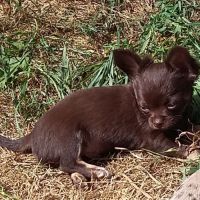 Disponible chihuahua chocolat poils longs et doux