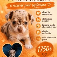 Disponible chihuahua chocolat poils longs et doux #1