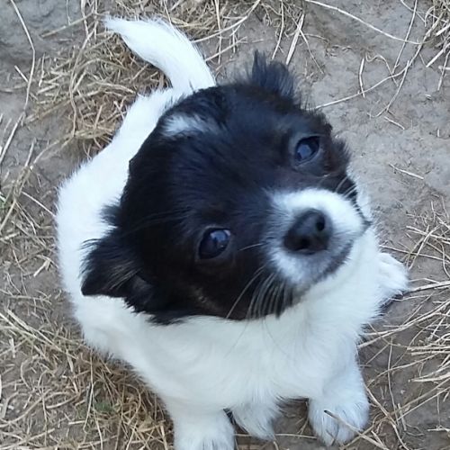 Disponible chihuahua poils longs et soyeux non lof