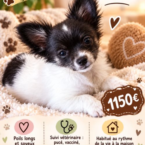 Disponible chihuahua poils longs et soyeux non lof