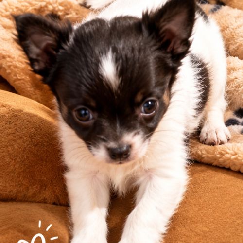 Disponible chihuahua poils longs et soyeux non lof