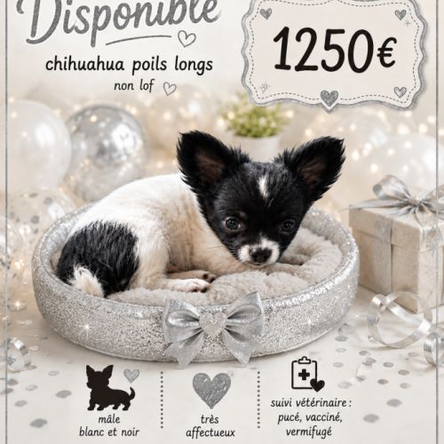 Disponible chihuahua non lof poils longs et soyeux