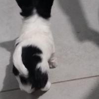 Disponible chihuahua poils longs et soyeux non lof #1