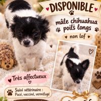 Disponible chihuahua poils longs et soyeux non lof