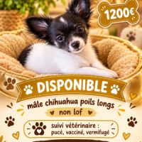 Disponible chihuahua poils longs et soyeux non lof