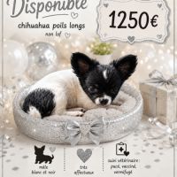 Disponible chihuahua non lof poils longs et soyeux