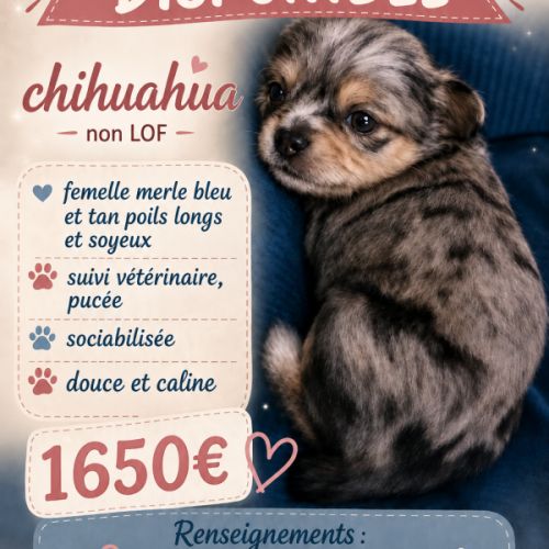 Disponible chihuahua non lof poil long et soyeux