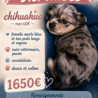 Disponible chihuahua non lof poil long et soyeux
