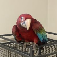 Jeune chloroptere #0