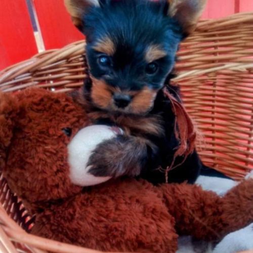 Chiots yorkshire