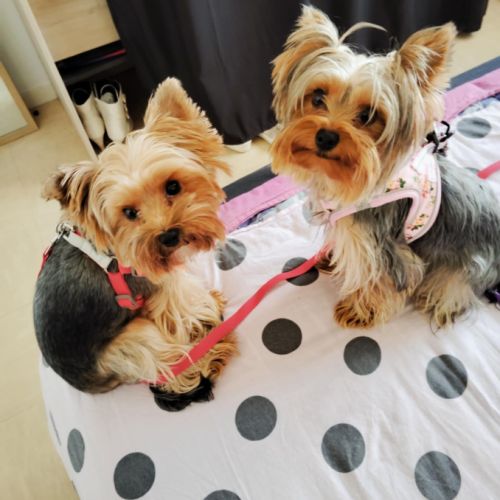 Chiots yorkshire #3