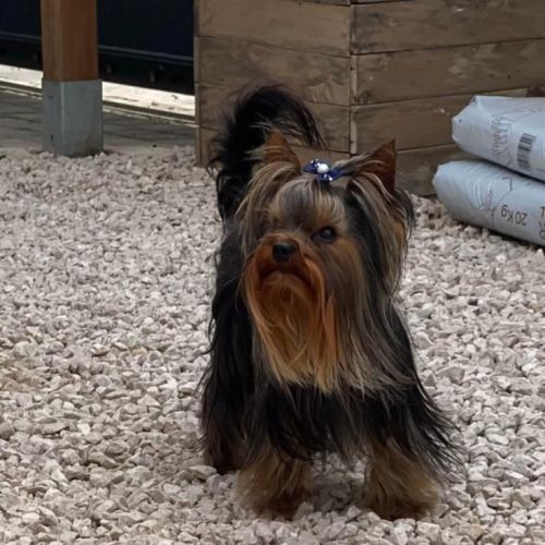 Chiots yorkshire #6