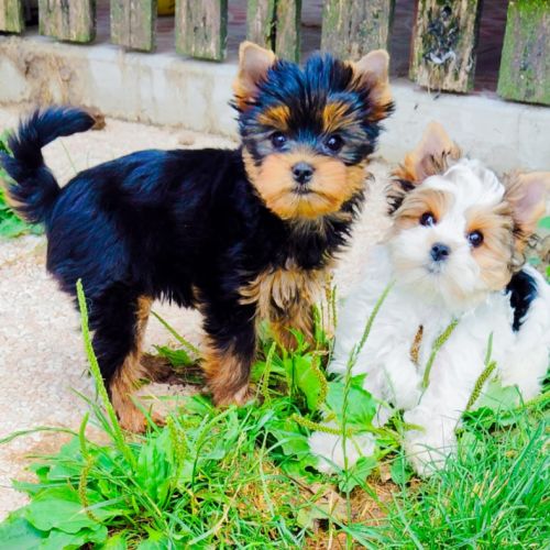 Chiots yorkshire #7