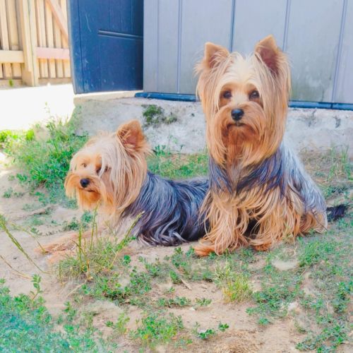 Chiots yorkshire #9