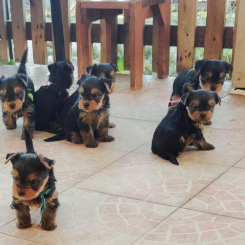 Chiots yorkshire #10