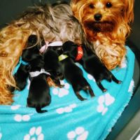 Chiots yorkshire #1