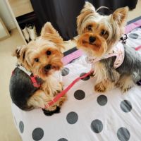 Chiots yorkshire #3