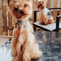 Chiots yorkshire #4