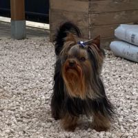 Chiots yorkshire #6