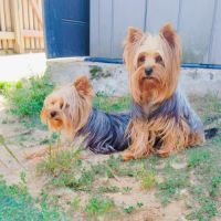 Chiots yorkshire #9