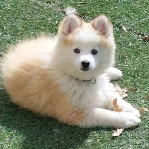 Chiots pomsky f2+ disponibles