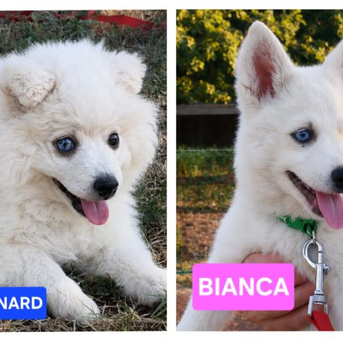 Chiots pomsky f2+ disponibles #3