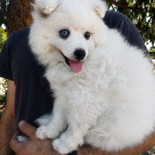 Chiots pomsky f2+ disponibles #4
