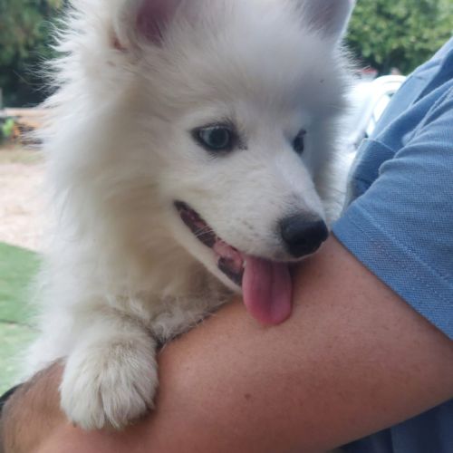 Chiots pomsky f2+ disponibles #5