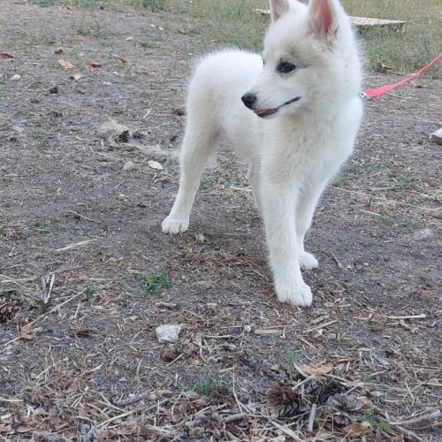 Chiots pomsky f2+ disponibles #6