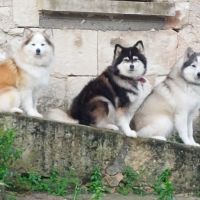 Chiots pomsky f2+ disponibles #1