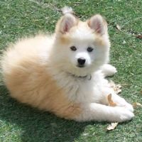 Chiots pomsky f2+ disponibles #0