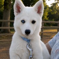 Chiots pomsky f2+ disponibles