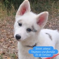 Chiots pomsky f2+ disponibles